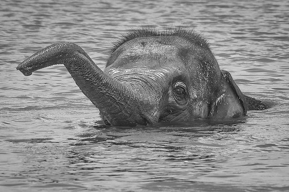 Eléphant d'Asie  -  2024