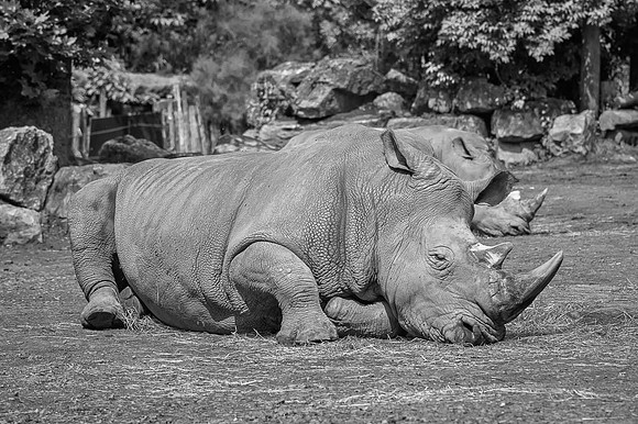 Rhinocéros "blanc", Afrique Australe, Nord Congo et Sud Soudan
